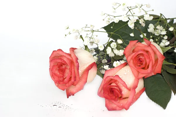 Rosen mit Tautropfen — Stockfoto