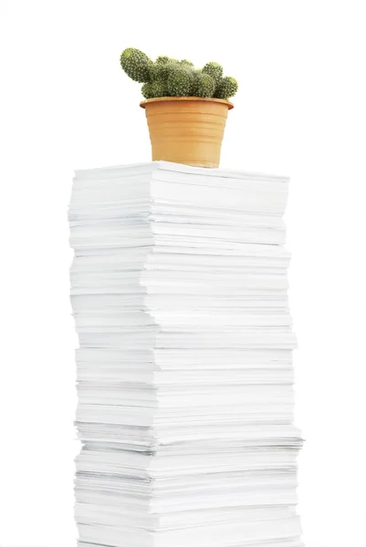 Pila de papel y cactus — Foto de Stock