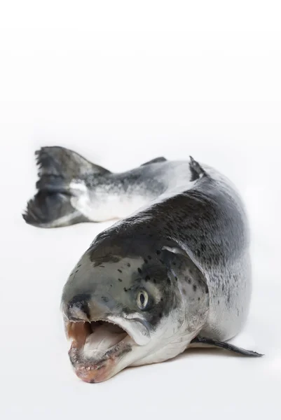 Fischforelle — Stockfoto