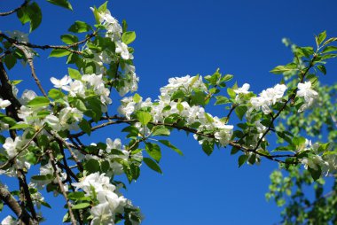 çiçek açması elma ağacı