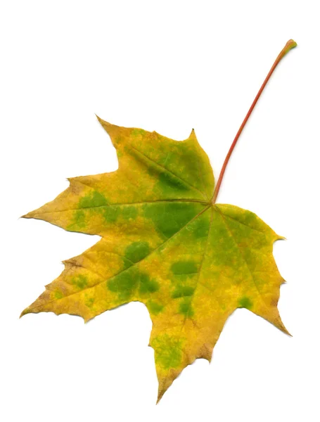 Fallen maple leaf — Stock Photo, Image