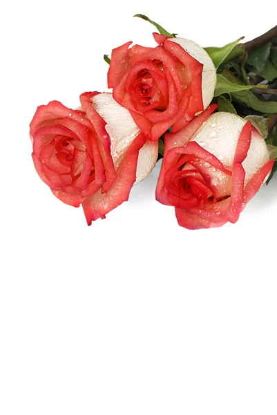 Розы с капельками росы — стоковое фото
