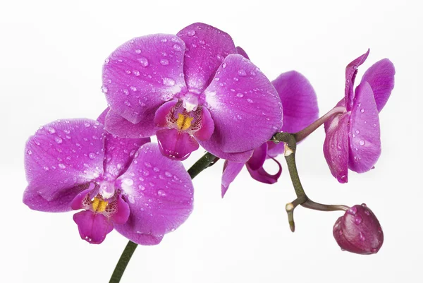 Orchidee in druppels dauw