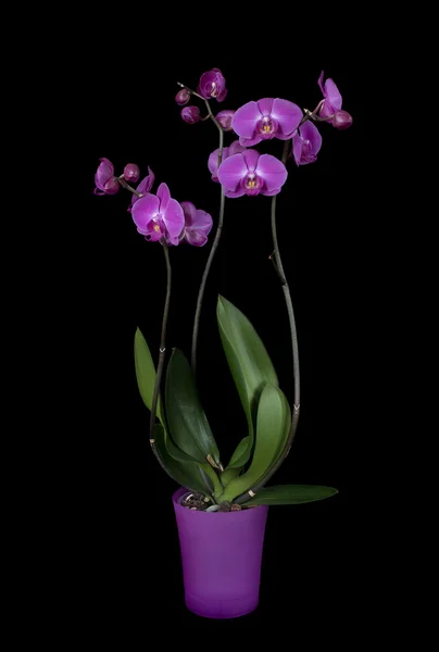 Orchidea phalaenopsis viola — Foto Stock