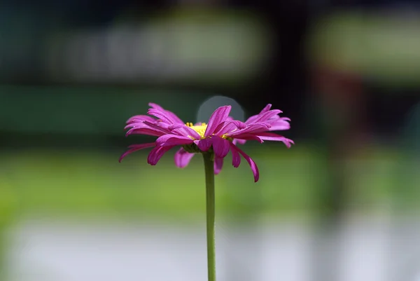 Röd gerbera — Stockfoto