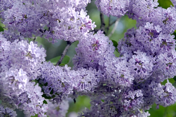 Lilas en fleurs — Photo