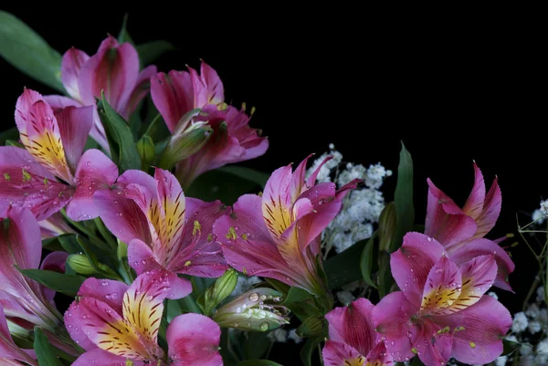 Alstroemeria квіти — стокове фото