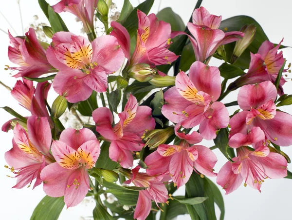 Alstremeria kwiaty — Zdjęcie stockowe