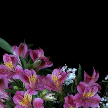 alstroemeria çiçek