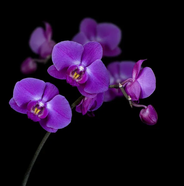 Blüten von Orchideen — Stockfoto