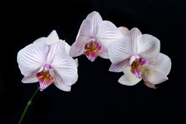 Beyaz Orkide