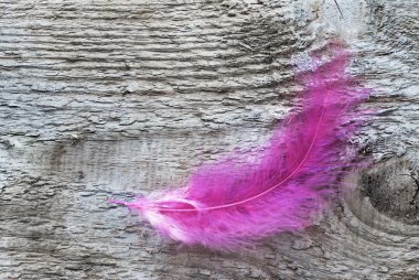 pembe tüy ahşap tahta üzerinde