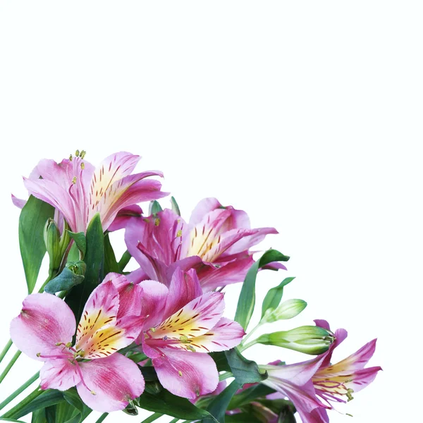 Alstroemeria fleurs — Photo