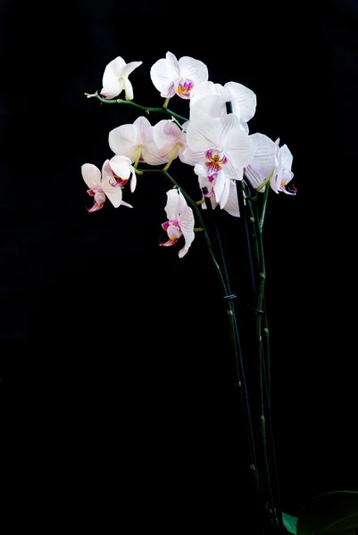 Orquídea branca — Fotografia de Stock