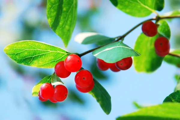 Czerwone jagody wiciokrzewu — Zdjęcie stockowe