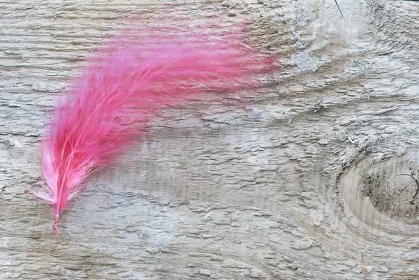 Red feather on wooden board — Stok fotoğraf