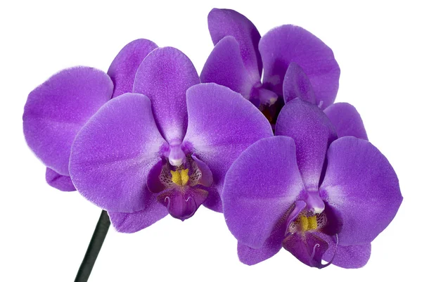 Gren orchid — Stockfoto