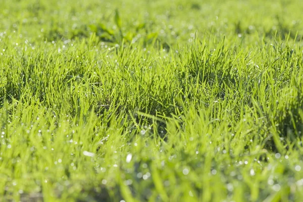 Grama verde com gotas de orvalho — Fotografia de Stock