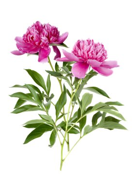 iki Şakayık çiçeği