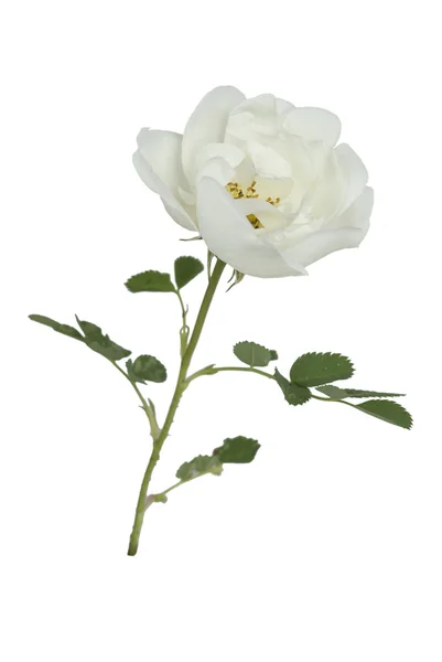 Blume weiße wilde Rose — Stockfoto
