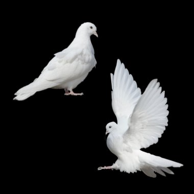 two white doves clipart