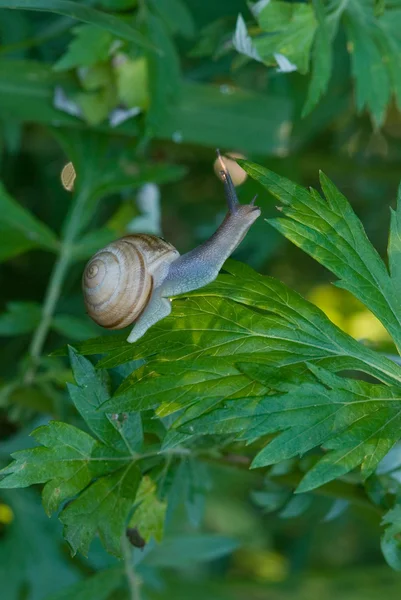 Caracol em folhagem — Fotografia de Stock