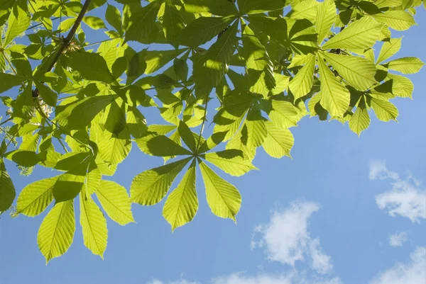 Grüne Blätter gegen den blauen Himmel — Stockfoto