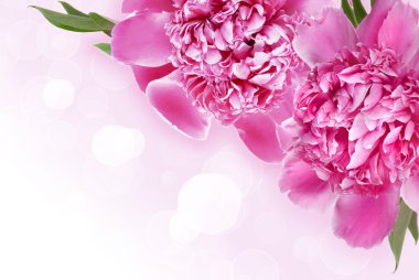 pembe peonies ile arka plan