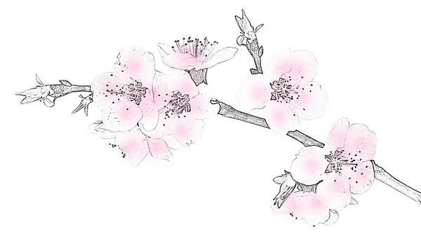 Sakura blossoms — Stockfoto