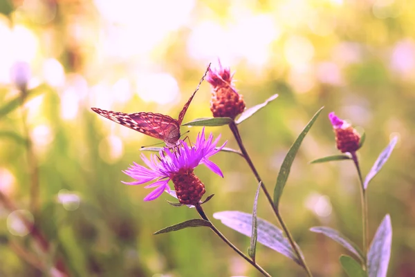 Farfalla nel bagliore del sole al tramonto — Foto Stock