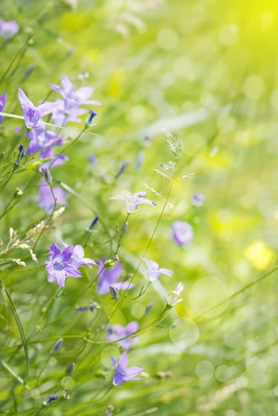 Flor de sino no prado — Fotografia de Stock