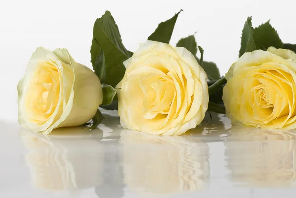 Drei gelbe Rosen — Stockfoto