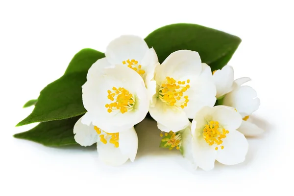 Jasmine flowers — Stock Photo, Image