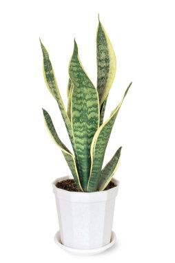 evde bitki sansevieria