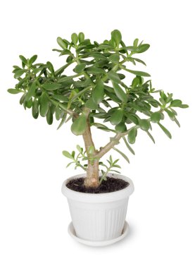 evde bitki yeşim bitkisi