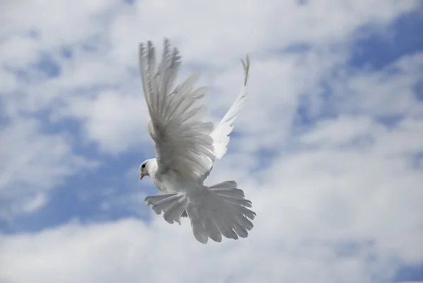 Paloma blanca volando —  Fotos de Stock