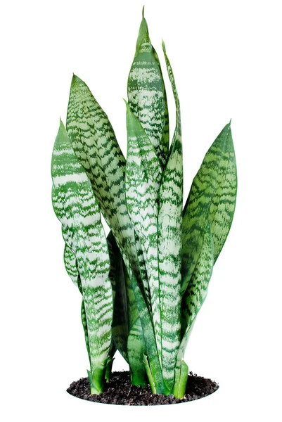 房子植物 sansevieria — 图库照片