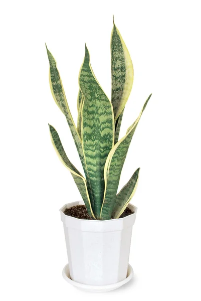 Dom zakład sansevieria — Zdjęcie stockowe