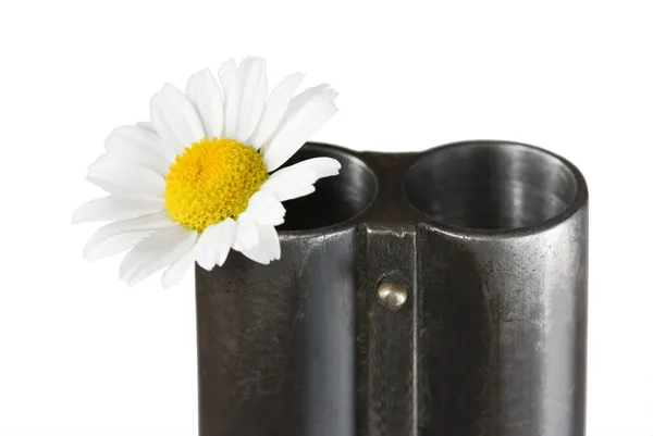 Camomile in a trunk of a fowling piece — Stock Photo, Image