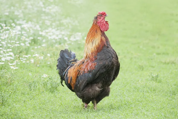 Cock crows — Stock Photo, Image