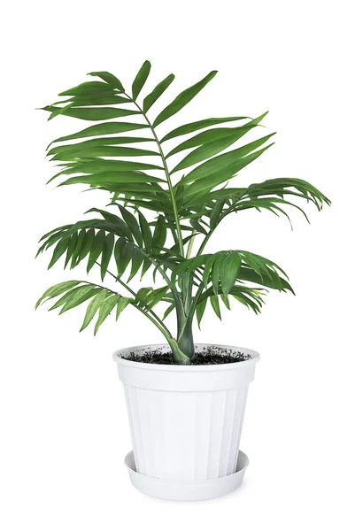 House plant Chamaedorea in a flower pot — Stock Photo, Image