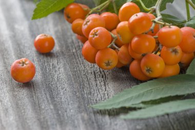 demet rowan yakın çekim