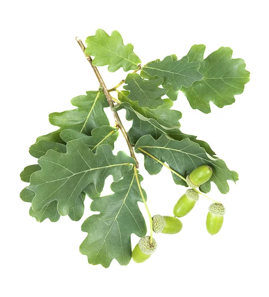 Dubová větev se zelenými listy a žaludy — Stock fotografie