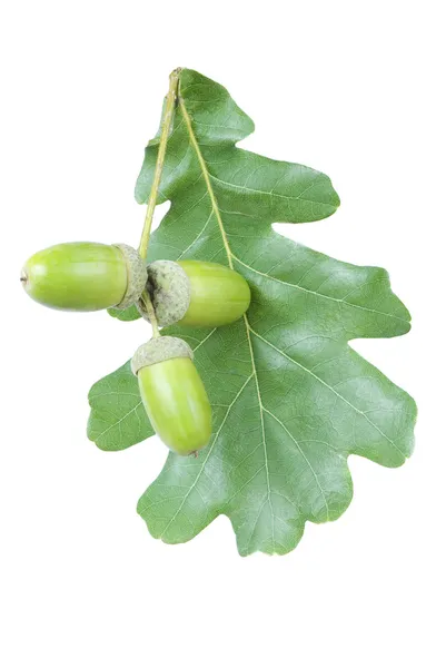 Foglia di quercia verde e ghianda tre — Foto Stock