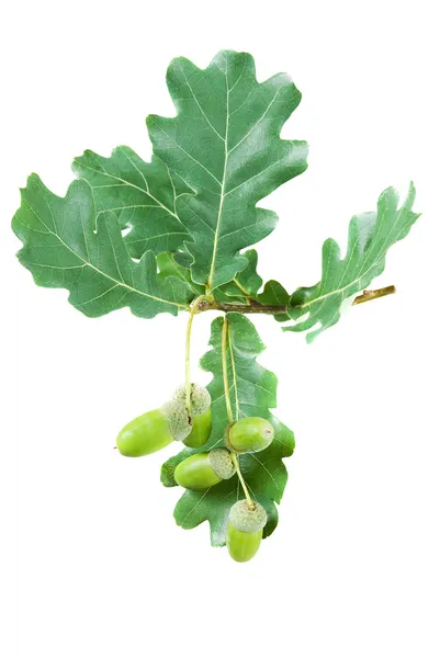 Dubová větev se zelenými listy a žaludy — Stock fotografie