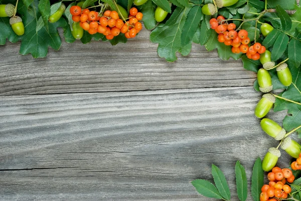Hranice zelené dubové listy žaludy a šarlatové trsy rowan — Stock fotografie