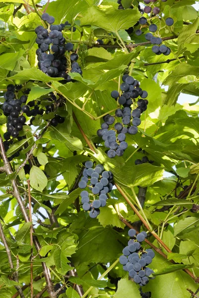 Σταφύλια από σταφύλια — Φωτογραφία Αρχείου