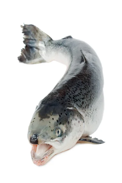 Fisk öring — Stockfoto