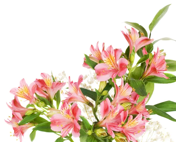 Alstroemeria fleurs — Photo