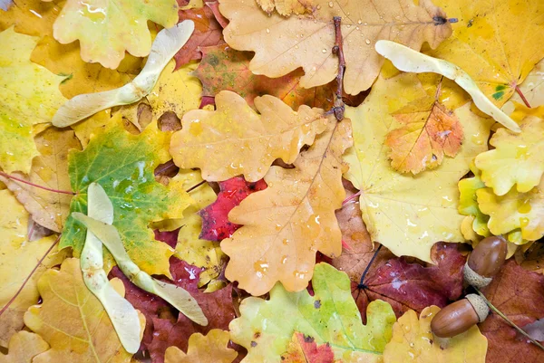 Fondo de hojas de otoño — Foto de Stock